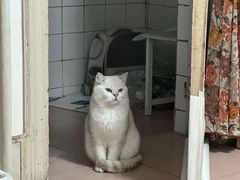 -小伙伴宠物医院·CT·骨科·眼科(高新店)