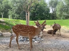 -北京野生动物园