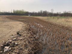 -东郊湿地公园