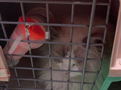 -瑞派康怡24h宠物医院·犬猫医疗中心·微创绝育(瑞景分院)