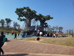 -九龙湖公园