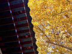 -三里屯东五街银杏大道