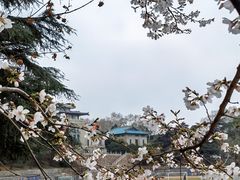 -武汉大学-樱园