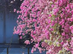 -深圳市中科院仙湖植物园