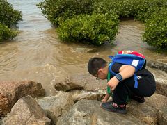 -宝安西湾红树林湿地公园