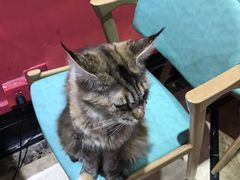 -猫色咖啡·猫咖