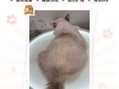 -囡的喵喵酱·萌宠生活馆·宠物洗护美容(胶州路店)