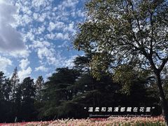 -上海滨江森林公园