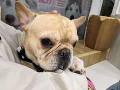 -和它·交个朋友·狗咖猫咖(爱琴海店)