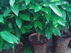 -秦美花卉(天朗·莱茵小城2期店)