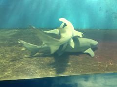 -北戴河圣蓝海洋公园