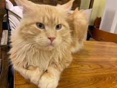 -more than meow吴止猫主题餐厅(承德 中船汇店)