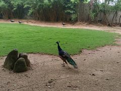 -深圳野生动物园