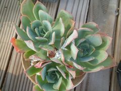 -龙大花卉苗木市场