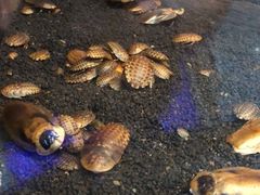 -上海大自然野生昆虫馆(东方明珠·爬宠昆虫探索中心)