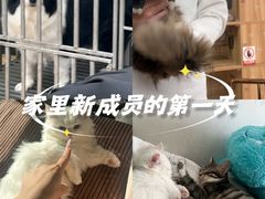 -喵百万·布偶·蓝金金渐层英短·猫舍(百子湾店)