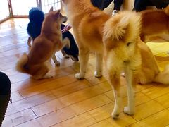 -喜柴咖啡·柴犬狗咖
