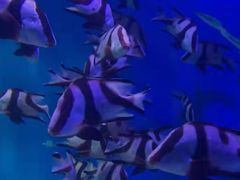 -烟台海昌鲸鲨海洋公园