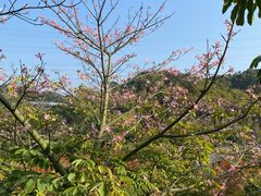 -梅峰山地公园