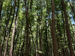 -上海共青森林公园