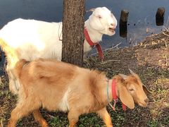 -前小桔亲子创意农场·草莓采摘·露营烧烤