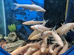 -沙沙哗啦海洋馆(华宇百花谷店)
