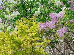 -大兴滨河森林公园