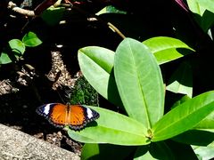 -墨尔本皇家植物园