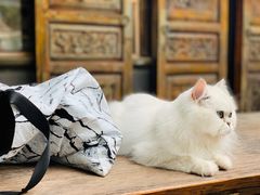 -喵屿·大理花园猫咖