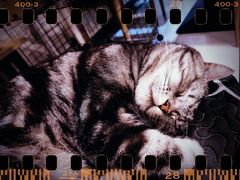 -平行世界·猫咖(首经贸店)