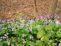 -合肥滨湖国家森林公园