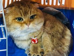 -伟伟宠物医院·CT影像中心·瑞派犬猫综合性门诊(汉口总院)