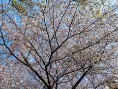 -嘉定紫藤园