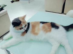 -喵的天空名猫咖啡馆·撸猫·猫舍·用品