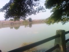 -大湾区中央湿地公园