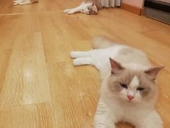 -猫咪派对(江南西店)