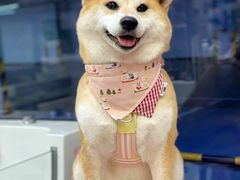 -FAELING PETS美天灵宠物(富力广场店)