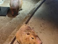 -正佳雨林生态植物园