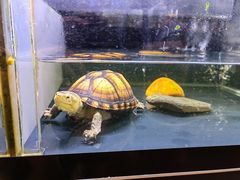-灵龟之家百象馆(百象馆联合旗舰店)