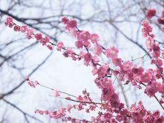 -杭州植物园
