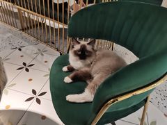 -喵喵咪呀布偶猫咖(春熙路店)