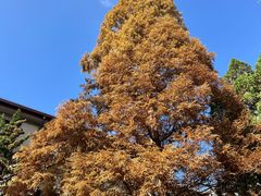 -云南师范大学(一二一西南联大校区)