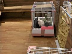 -猫猫幼稚园·撸猫·桌游·电玩