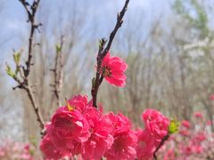 -大兴滨河森林公园