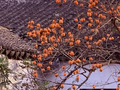 -苏州市立医院本部母子保健中心