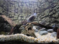 -上海海洋水族馆