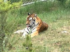 -青藏高原野生动物园