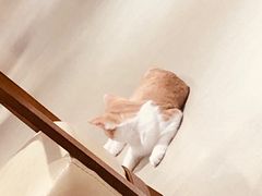 -藏猫猫咖啡主题馆(中央大道店)