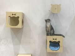 -猫色咖啡·猫咖