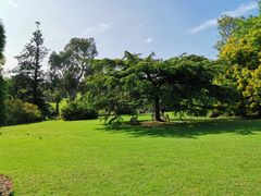 -墨尔本皇家植物园
